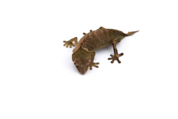 istock The satanic leaf-tailed gecko isolated on white background 1174881427