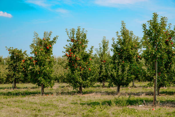 istock Apple orchard, apple trees. Agricultural concept. 1174881471