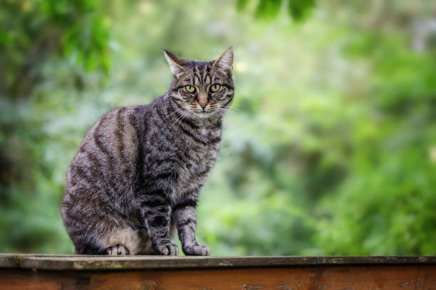 istock tabby cat sits on a garden table against a green background with copy space, selected focus 1174882383