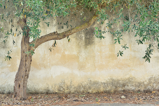 A dry olive tree with green leaves stands in front of an old rustic wall with text field in Sicily