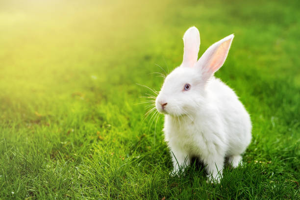 istock Cute adorable white fluffy rabbit sitting on green grass lawn at backyard. Small sweet bunny walking by meadow in green garden on bright sunny day. Easter nature and animal background 1174884249