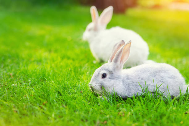 Pair of Cute adorable white and grey fluffy rabbit sitting on green grass lawn at backyard.Small sweet bunny walking by meadow in green garden on bright sunny day. Easter nature and animal background stock photo
