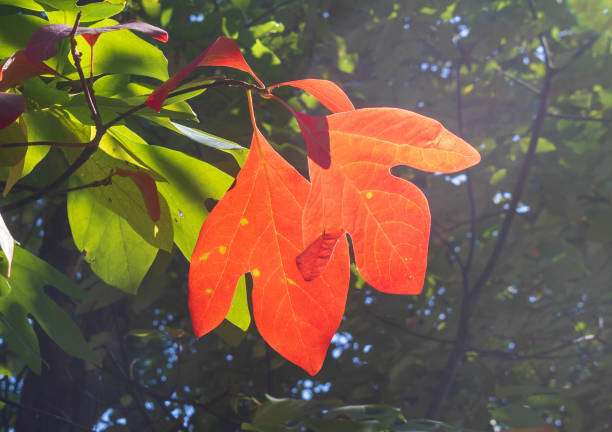 Two red sassafras leaves in autumn