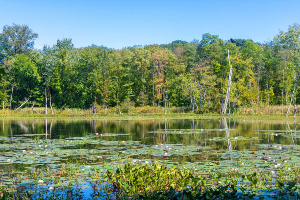 istock Lily pads in a pond in early fall in Longmeadow, Massachusetts 1174885073