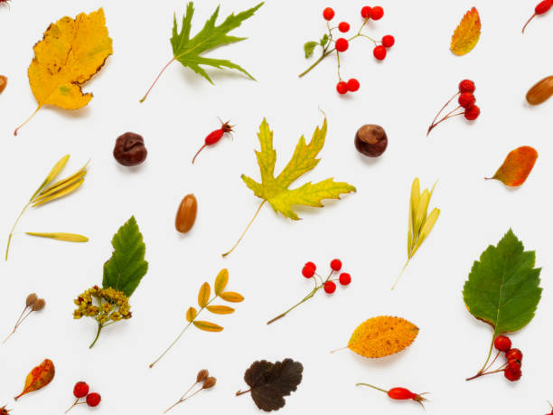 istock Seamless pattern made of fallen leaves and berries on white backdrop. Autumn plants background. 1174887194