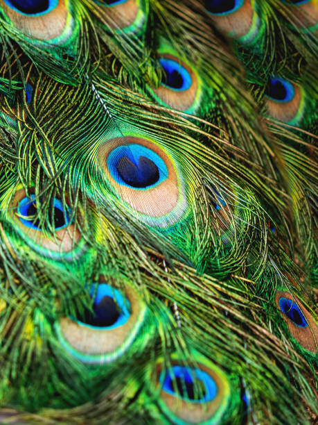 istock Colorful peacock feathers. Natural background with bird's feathers. 1174888171