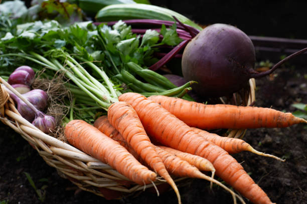 istock Basket with ripe organic fresh vegetable harvest 1174889066