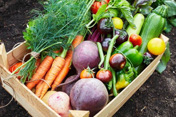 istock Box with ripe organic fresh vegetable harvest 1174889068