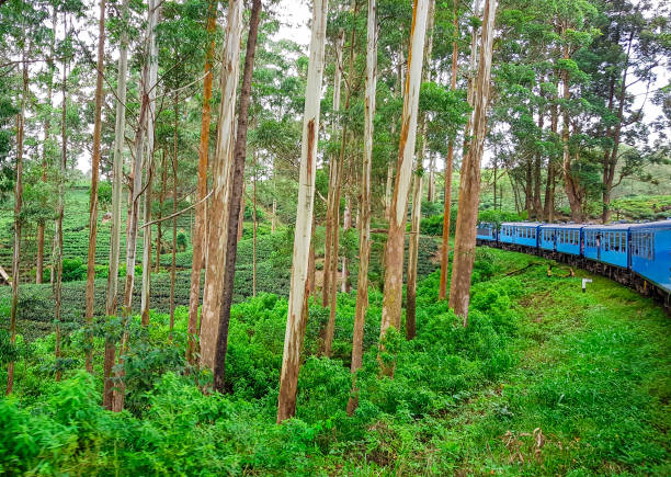 istock Train between Ella and Kandy through Nuwara Eliya ans tea plantations in Sri Lanka 1174889075