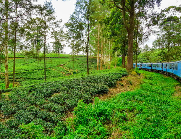 istock Train between Ella and Kandy through Nuwara Eliya ans tea plantations in Sri Lanka 1174889111