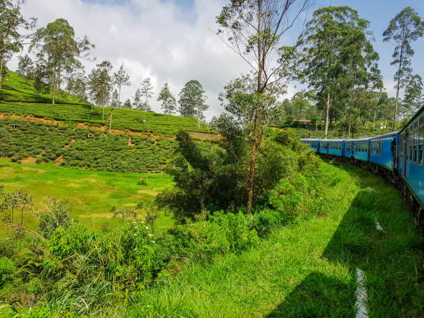 istock Train between Ella and Kandy through Nuwara Eliya ans tea plantations in Sri Lanka 1174889122