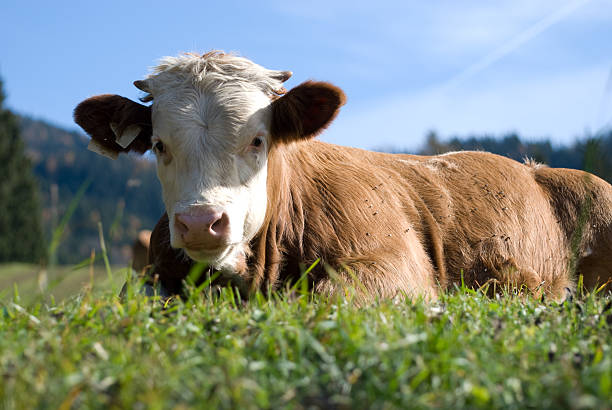 istock cow relaxing in meadow 117489076