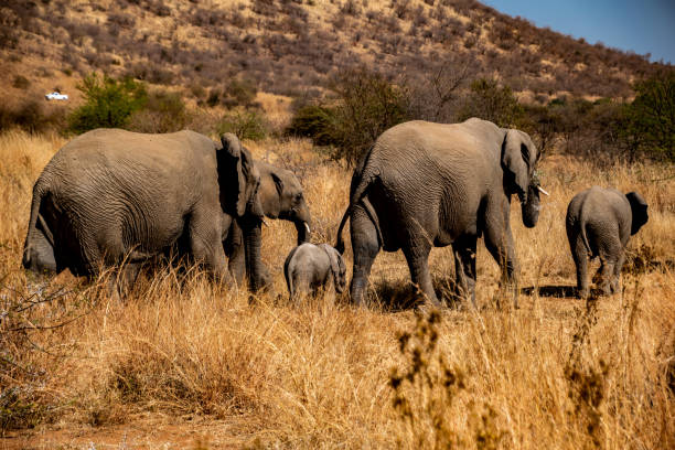 istock Family of Elephants 1174892808