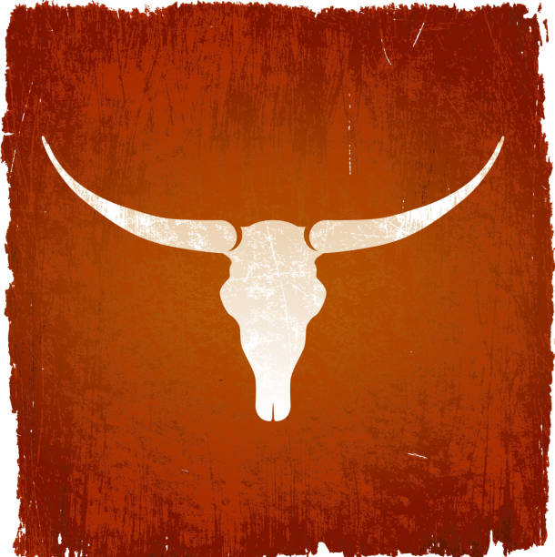 illustrazioni stock, clip art, cartoni animati e icone di tendenza di longhorn bull teschio su sfondo vettoriale royalty-free - animal skull cow bull old