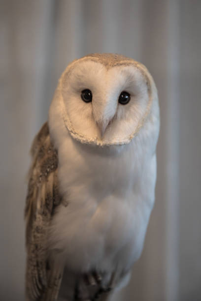 istock Barn Owl closeup indoors, looking at camera 1174894758