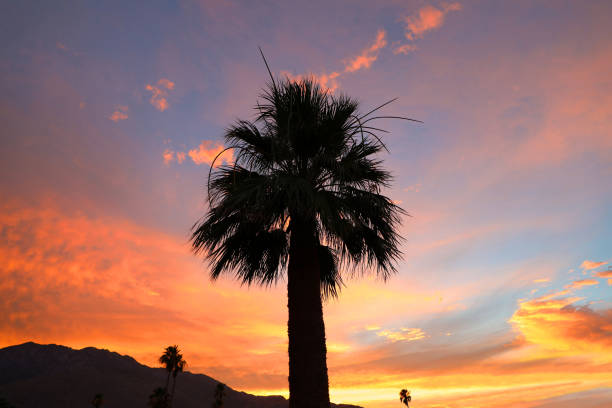 istock Palm trees against a golden sunset sky 1174896117