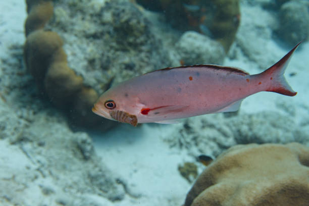 creolefish com parasita - mulato - fotografias e filmes do acervo