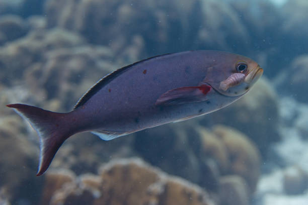 creolefish com parasita - mulato - fotografias e filmes do acervo