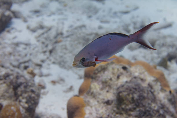 creolefish com parasita - mulato - fotografias e filmes do acervo