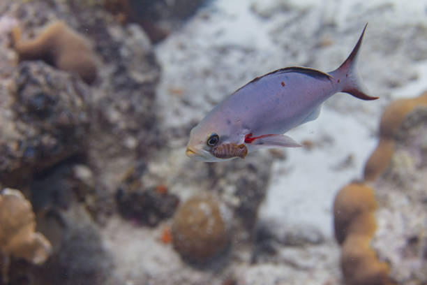 creolefish com parasita - mulato - fotografias e filmes do acervo