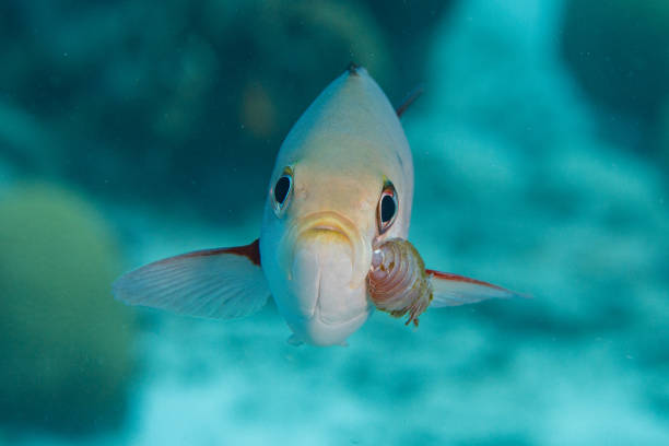 creolefish com parasita - mulato - fotografias e filmes do acervo