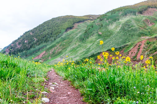 Morning with yellow flowers on path road on Conundrum Creek Trail in Aspen, Colorado in 2019 summer at trailhead