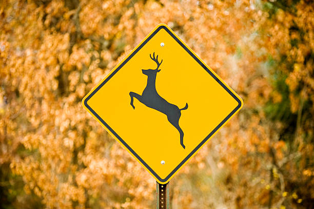 鹿に注意の道路標識 ストックフォト