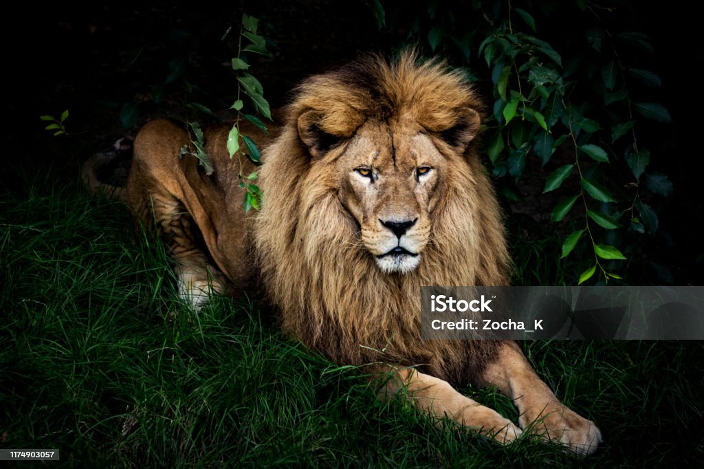 Lion portrait Portrait of resting lion Lion - Feline Stock Photo