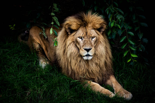 портрет льва - lion africa undomesticated cat portrait стоковые фото и изображения