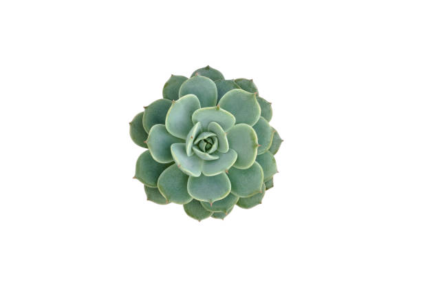 istock Top view of small cactus isolated on white background 1174903386
