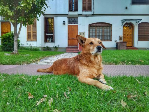 Dog at the door of his house