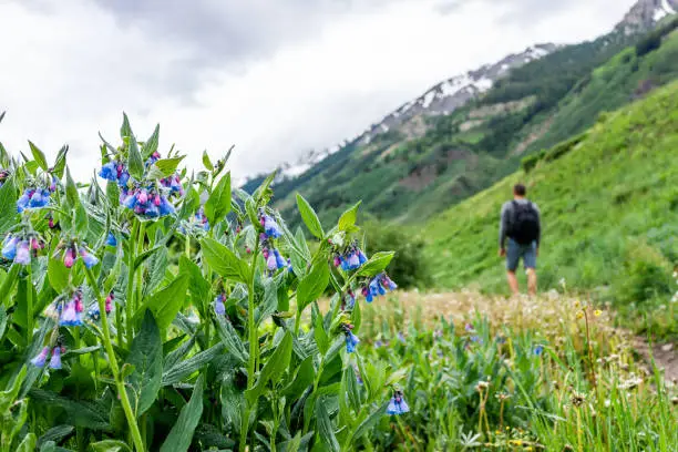 Closeup on blue and pink bell bluebell flowers on Conundrum Creek Trail in Aspen, Colorado in 2019 summer with man hiker backpacker walking in background