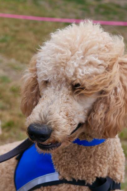 istock Dog Agility at Park 1174906603