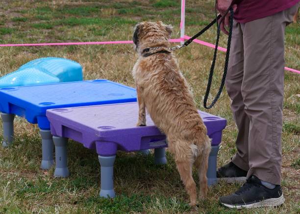 istock Dog Agility at Park 1174907175