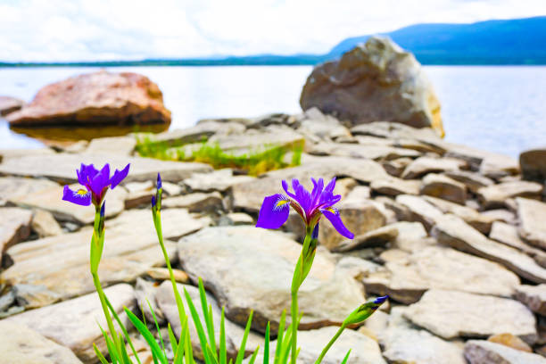 istock Gros Morne, Newfoundland and Labrador, Canada 1174907346