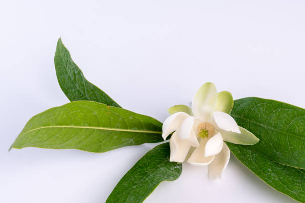istock White magnolia flower and green leaf on isolated background. 1174907407