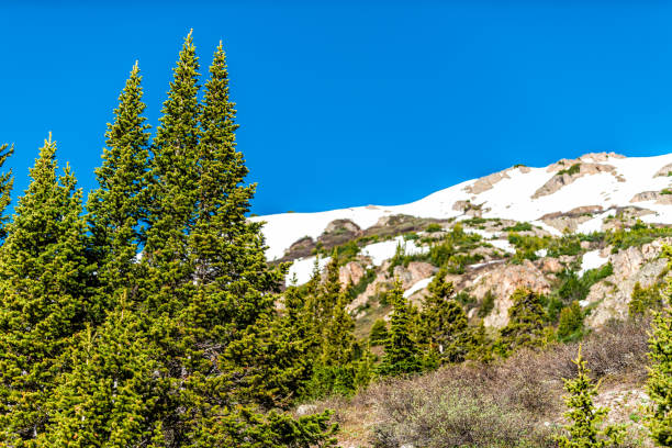 blick auf schneeberge und pinien am linkins lake trail am independence pass in felsigen bergen bei aspen, colorado im frühsommer 2019 - linkins lake trail stock-fotos und bilder