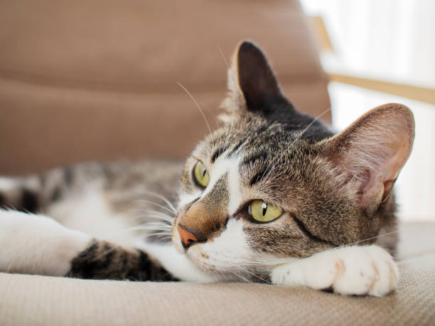 istock Cat on the chair 1174908213