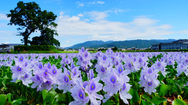 istock Water hyacinth, Nara, Japa 1174908427