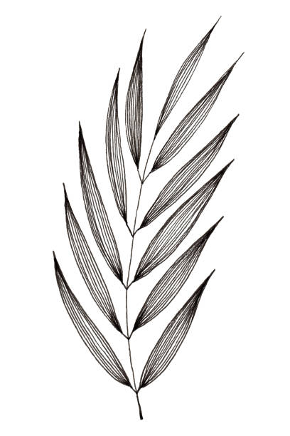 Hand drawn of leaf and foliage branch isolated on white background using black ink