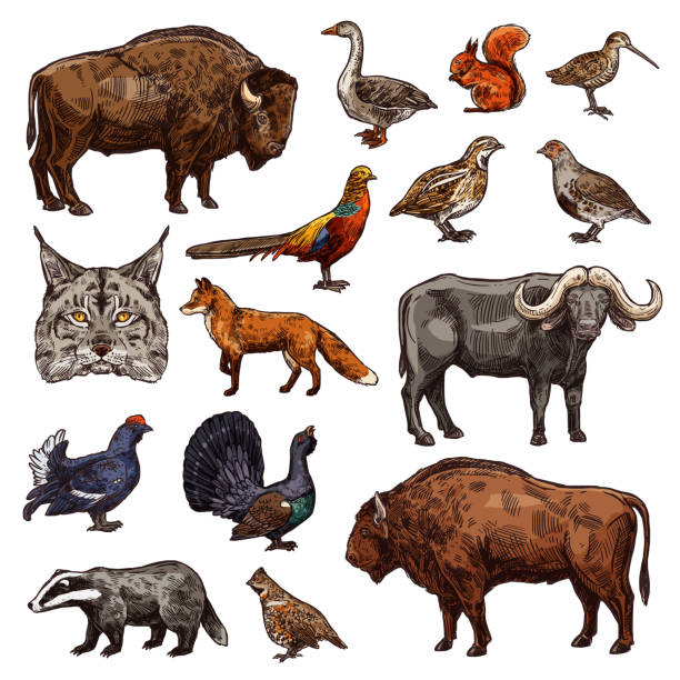 ilustrações, clipart, desenhos animados e ícones de animais do esporte da caça e esboços dos pássaros - codorniz ave de caça