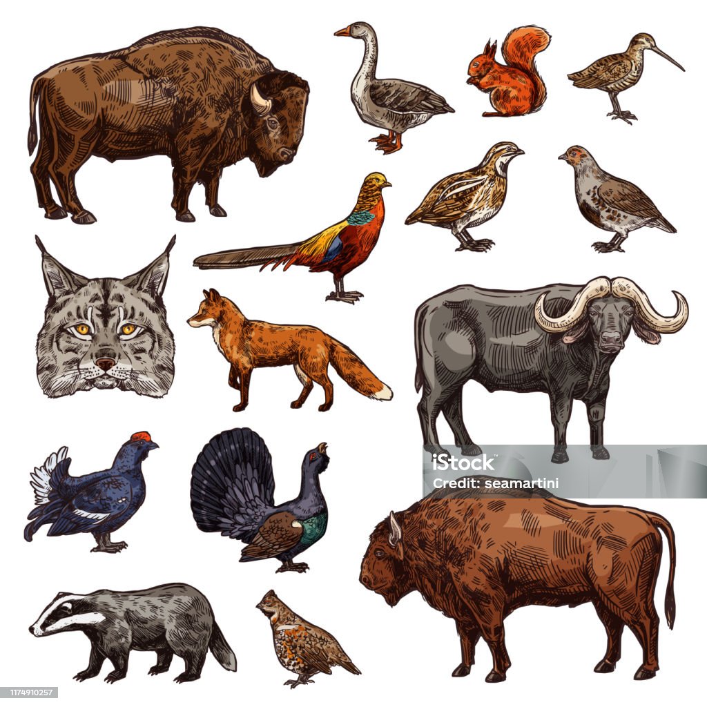 Hunting Sport Animals And Birds Sketches Stock Illustration - Download  Image Now - American Bison, Badger, European Bison - iStock