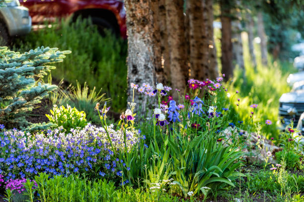 snowmass village in aspen, colorado parkplatz und bunte sommer landschaftsblumen - town of blossom stock-fotos und bilder