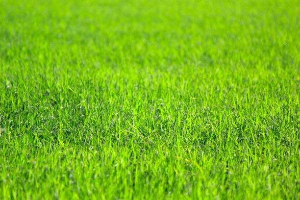 istock green rice field as nature background 1174910354