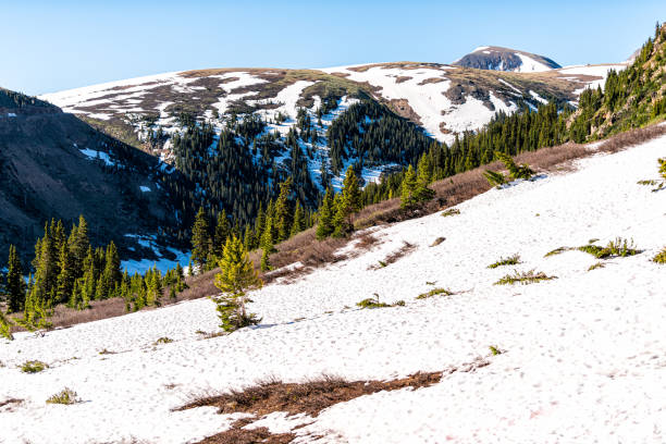 schneeberge und pinien schneewiese am linkins lake trail am independence pass in felsigen bergen bei aspen, colorado im frühsommer 2019 - linkins lake trail stock-fotos und bilder