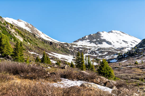 2019년 초여름 콜로라도 주 아스펜 근처 바위 산맥의 인디펜던스 패스의 린핀스 레이크 트레일에서 눈 덮인 산과 소나무 초원 - linkins lake trail 뉴스 사진 이미지