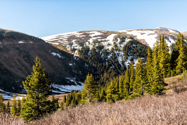 blick auf die schneeberge und pinienwald am linkins lake trail am independence pass in felsigen bergen bei aspen, colorado im frühsommer 2019 - linkins lake trail stock-fotos und bilder