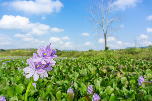Beautiful hyacinth in the lake
