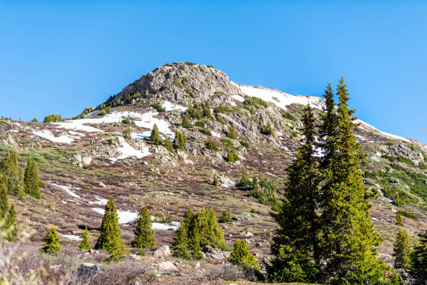 blick auf die schneeberge und pinien am linkins lake trail am independence pass in felsigen bergen bei aspen, colorado im frühsommer 2019 - linkins lake trail stock-fotos und bilder