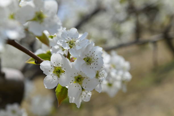 istock Pear flower in full bloom in spring 1174912559